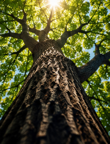 lookinguptree Looking up a Tree