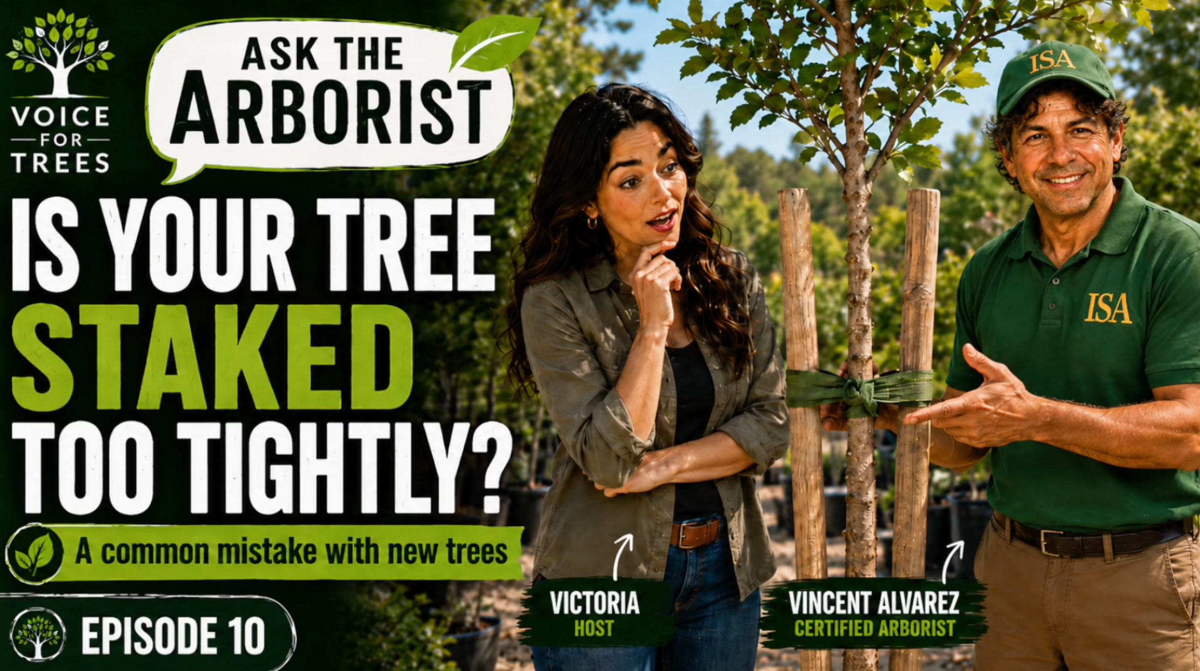 plant3 Is Your Tree Staked Too tightly