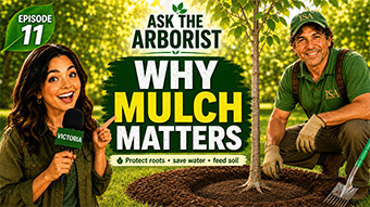 Why Mulch Matters